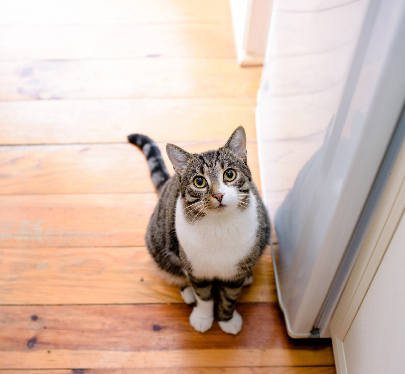 見上げている猫